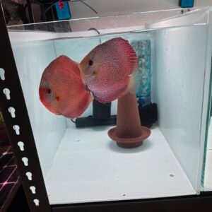 Panthera Discus
