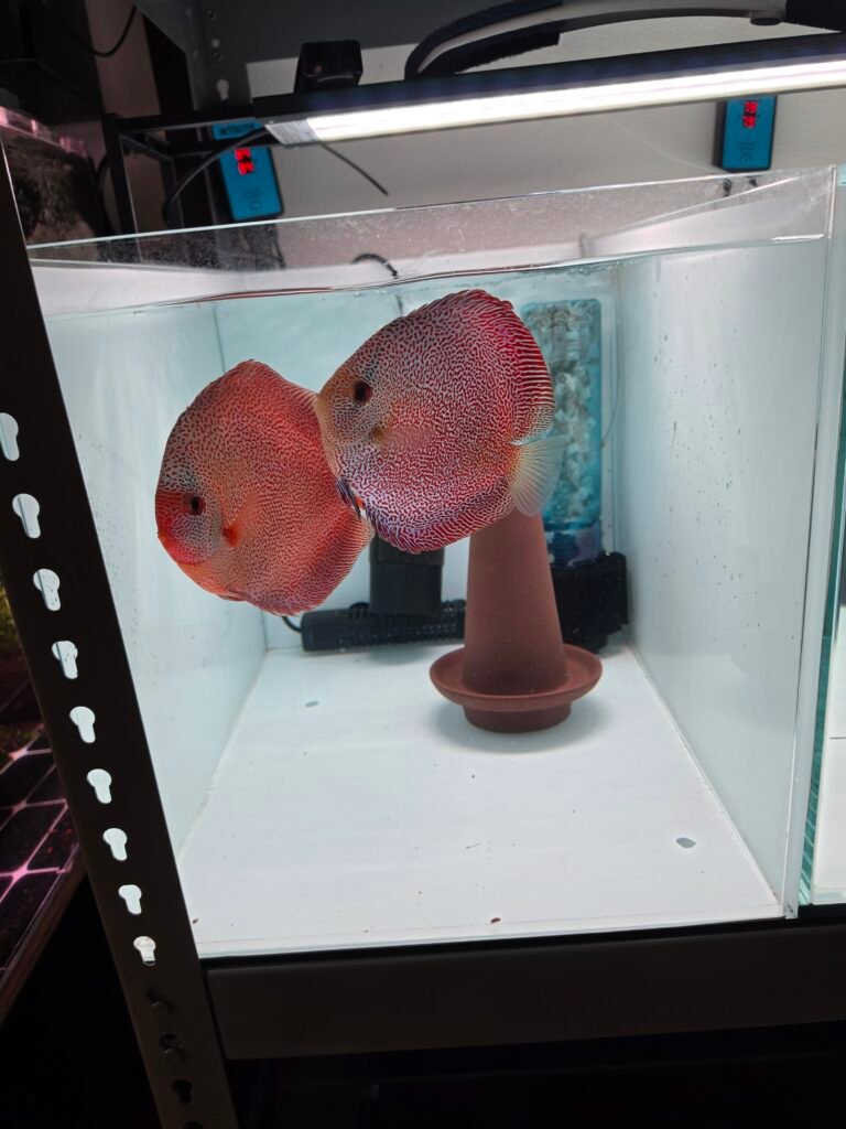 Panthera Discus