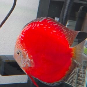 Moonstone Discus