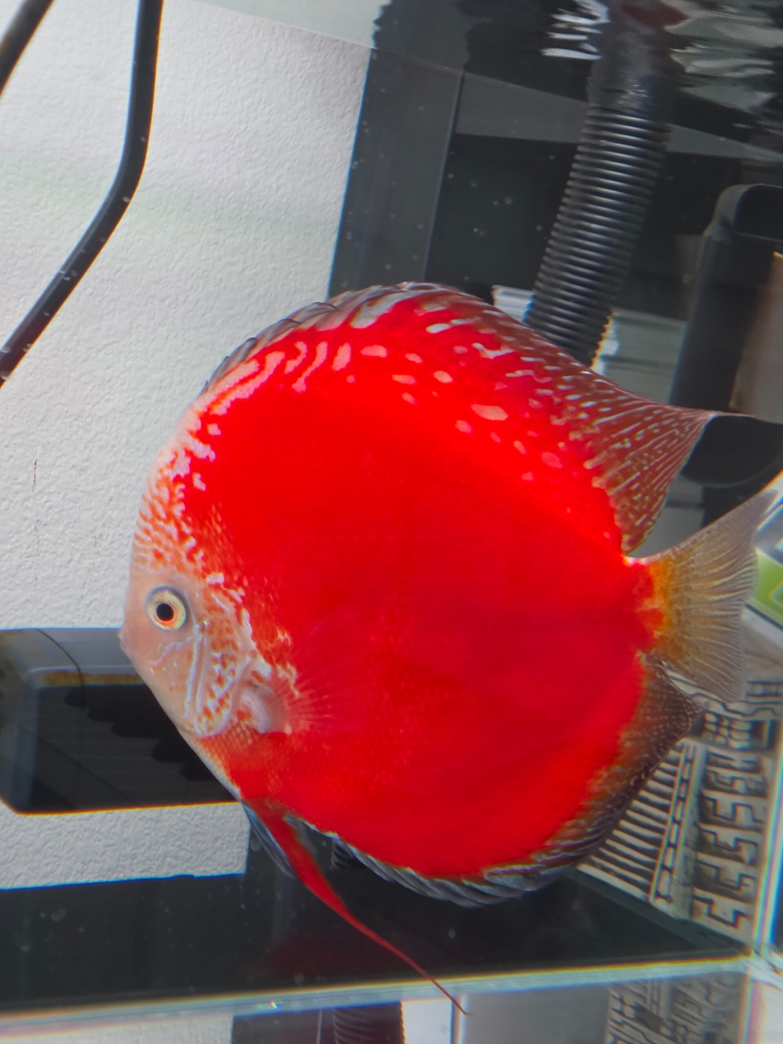 Moonstone Discus